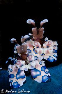 harlequinn shrimp edit