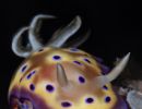 nudibranch chromodoris kuniei edit