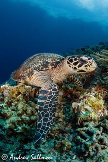 sea turtle   hawksbill edit